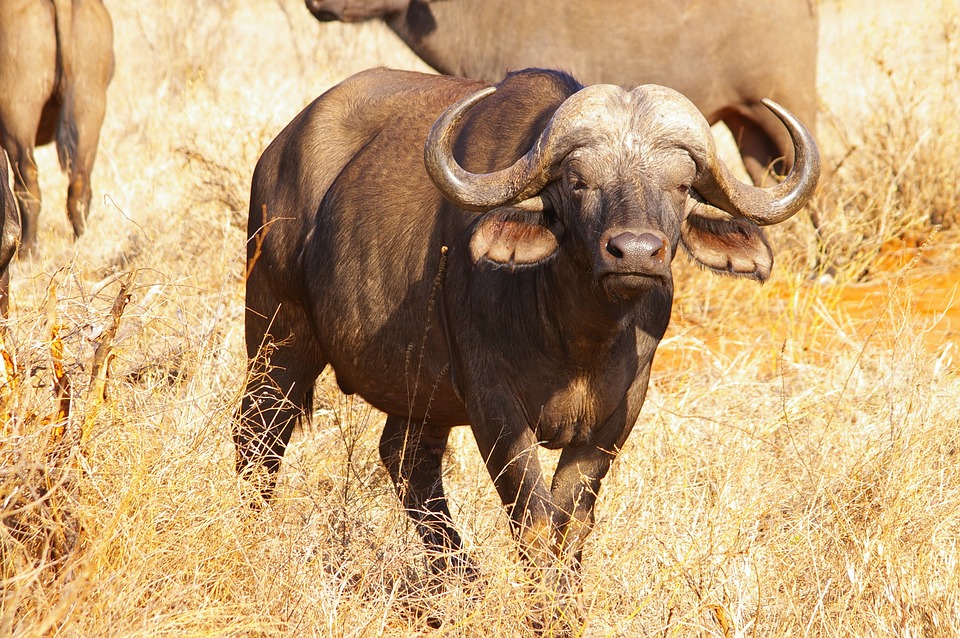 De waterbuffel Buffelleer is afkomstig van die mooie beesten